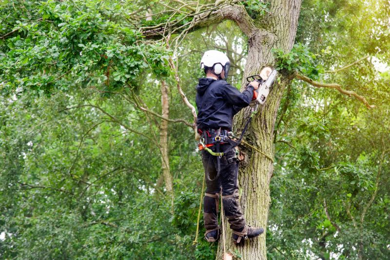 Arborist Tree Service